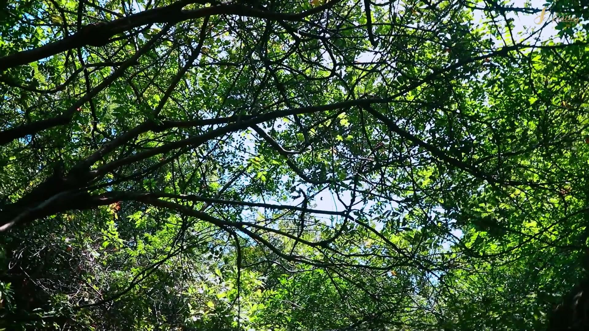 Horny Couple Fucking Outdoor in Indian Forest screenshot 2