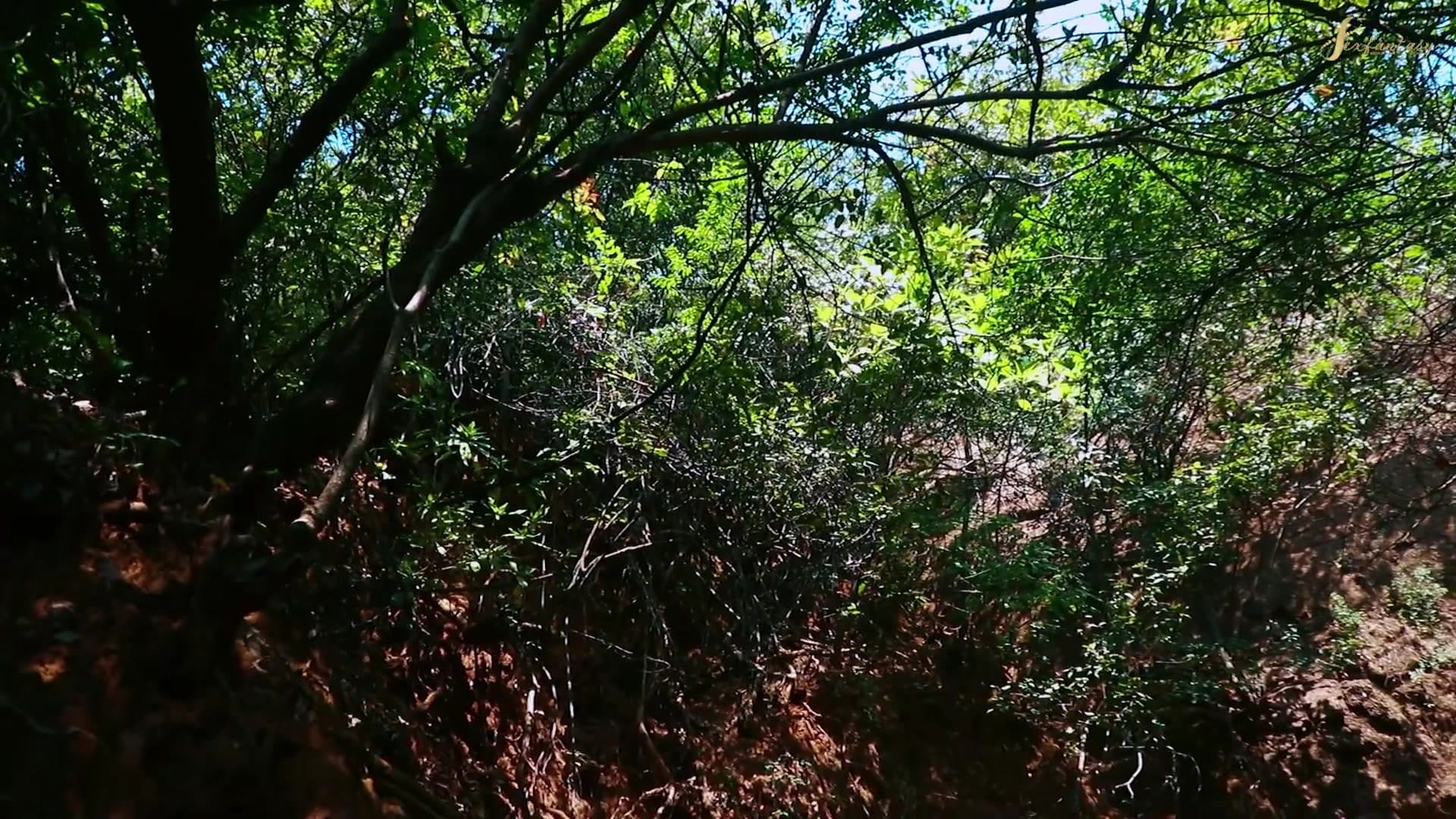 Horny Couple Fucking Outdoor in Indian Forest screenshot 3